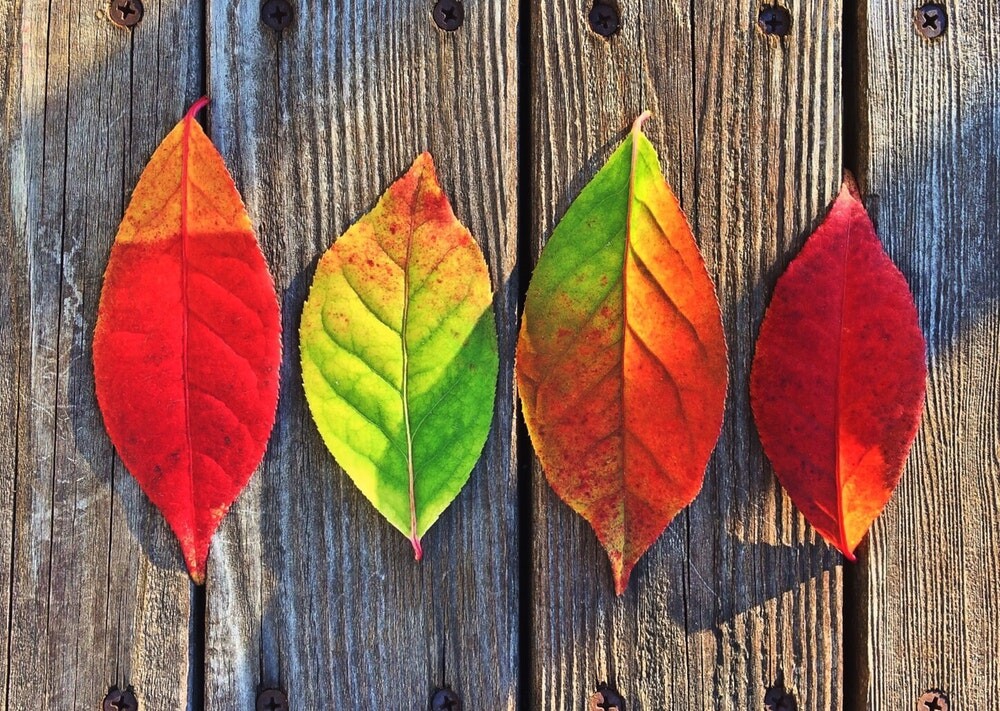 Autumn Leaves